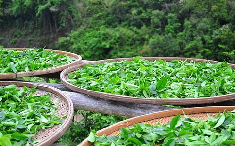 茶葉有機肥料的施用