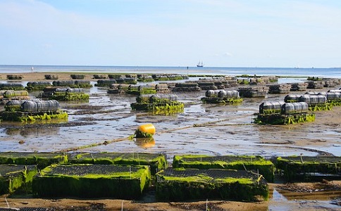 生態(tài)魚肥的優(yōu)勢與效益