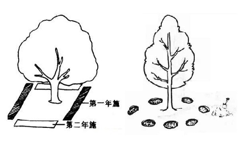 溝狀、穴狀施肥方法